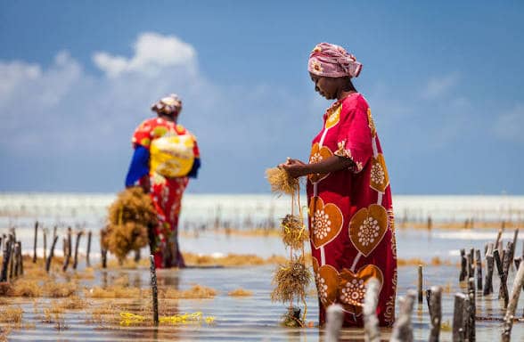 Women working on seaweed farming along the Tanzanian coast